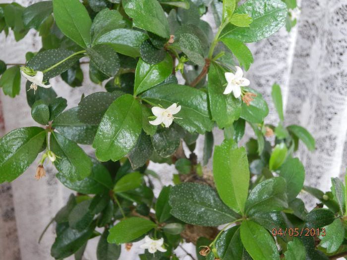 BONSAI Carmona microphylla – Ceai de fukien-P5042191