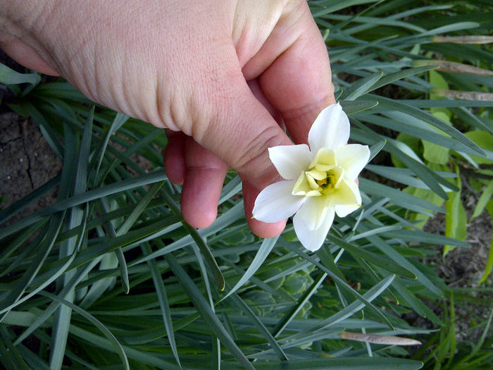 narcisa - flori de gradina 2013