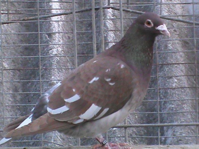 DSC00533