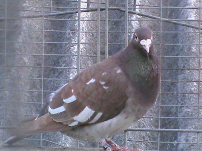 DSC00536