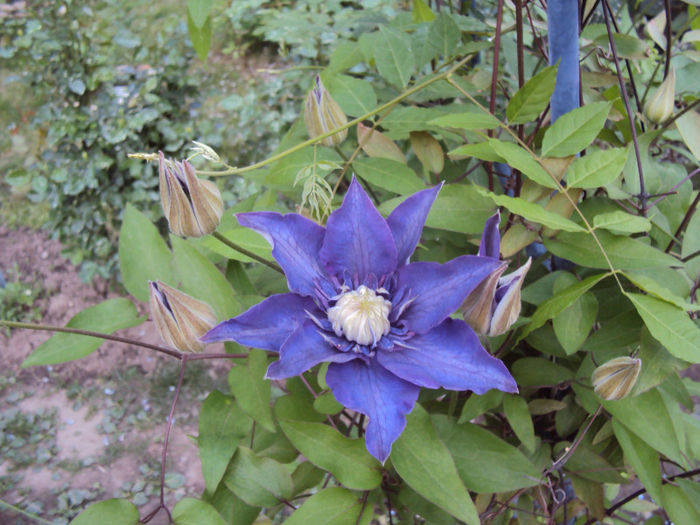 Multiblue - 1 Clematite 2014