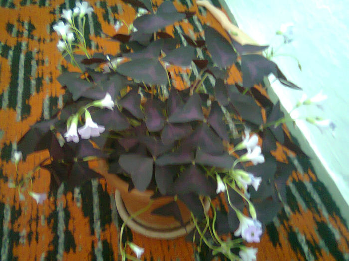 Picture 012 - oxalis