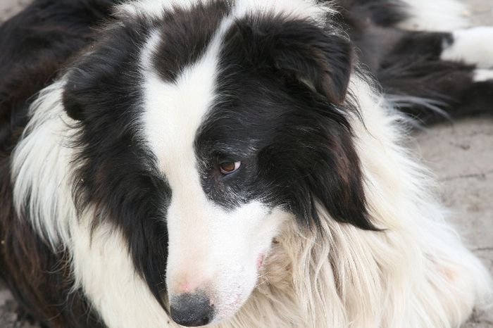 ATHOS; Zi după zi... o săptămână deja...
Imbătrânim incet dar sigur, amintirile sunt mai grele... 
Ai plecat prea devreme, 
ai suferit prea, prea mult!

De ce plecaţi și noi uităm?!
