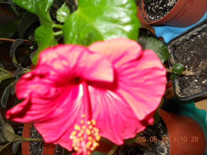 a inflorit - MAI 2013