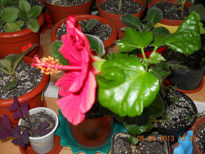 de la HELGA - MAI 2013