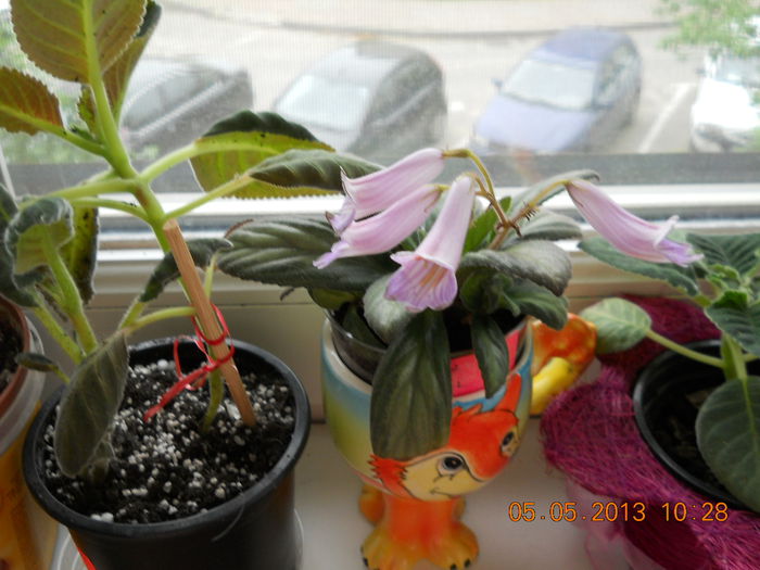 a reanflorit chirita - MAI 2013