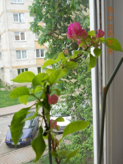 bouga isi deschide incet incet - MAI 2013