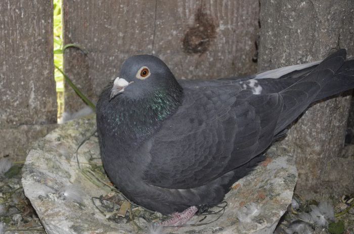 _DSC0578 - Porumbei-amintiri