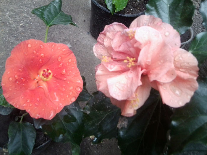 portocaliu si somon deschis