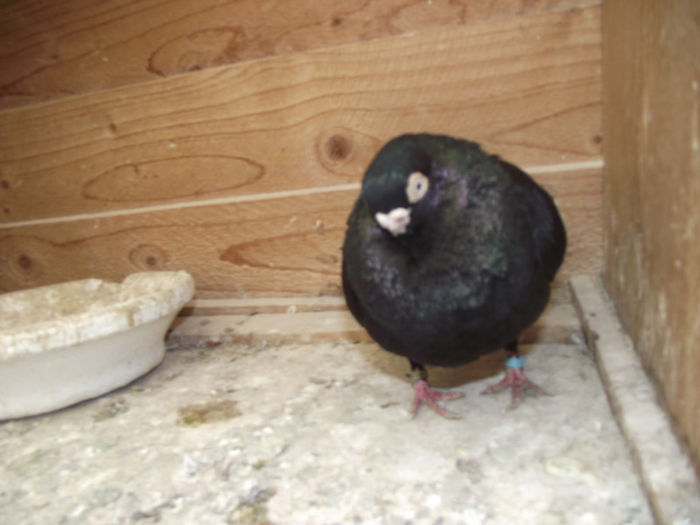 poze aprilie  2013 438