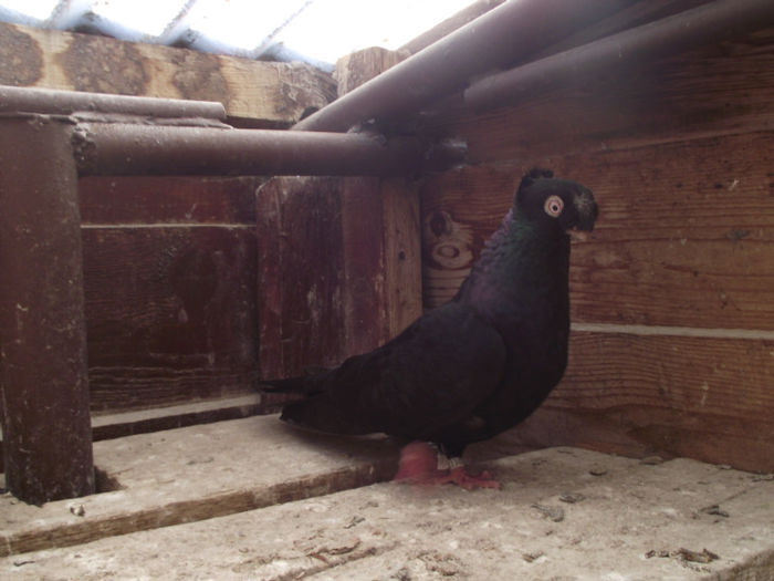 poze aprilie  2013 589