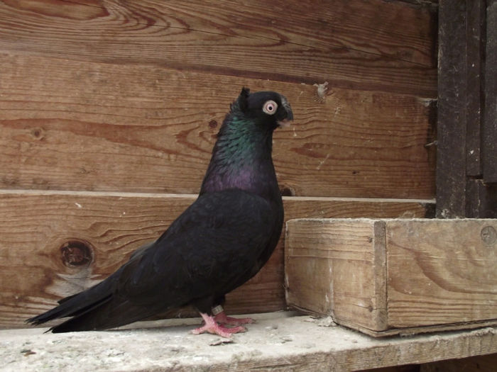 poze aprilie  2013 591; mascul negru
