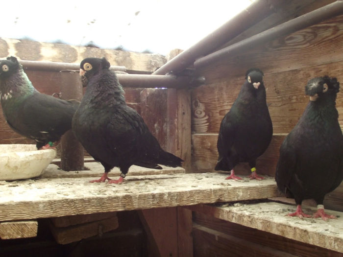 poze aprilie  2013 598; masculi negrii
