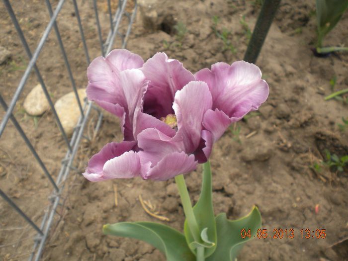  - flori din gradina 2013