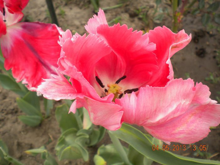  - flori din gradina 2013