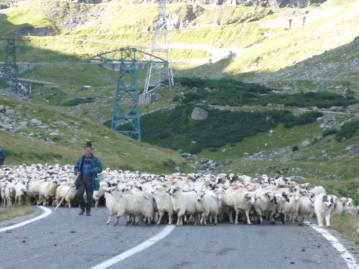 Întâlnire matinală - Transfagarasan