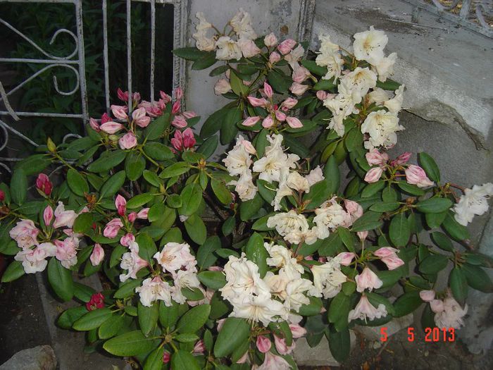 Picture 1642 - 01- 2013 FLORI DE GRADINA