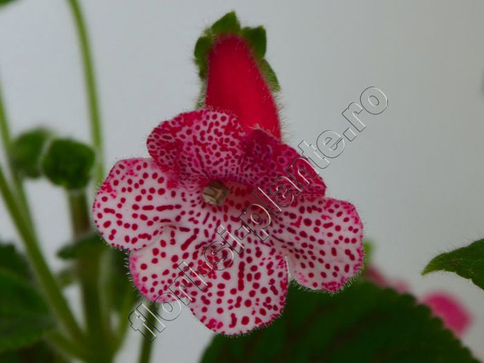 Kohleria Simone (ni) - KOHLERIA II