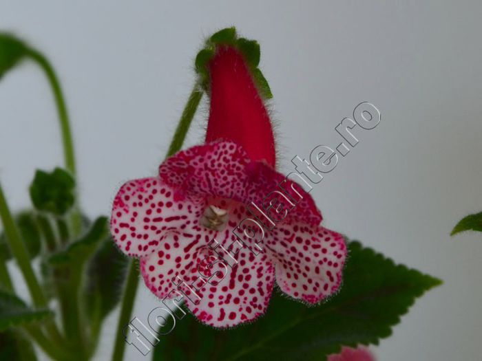 Kohleria Simone (ni) - KOHLERIA II