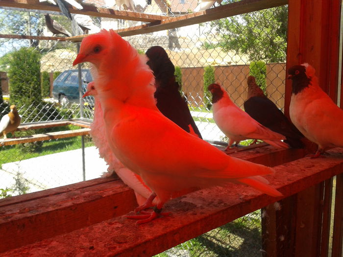 2013-05-05 12.27.32 - Capucini