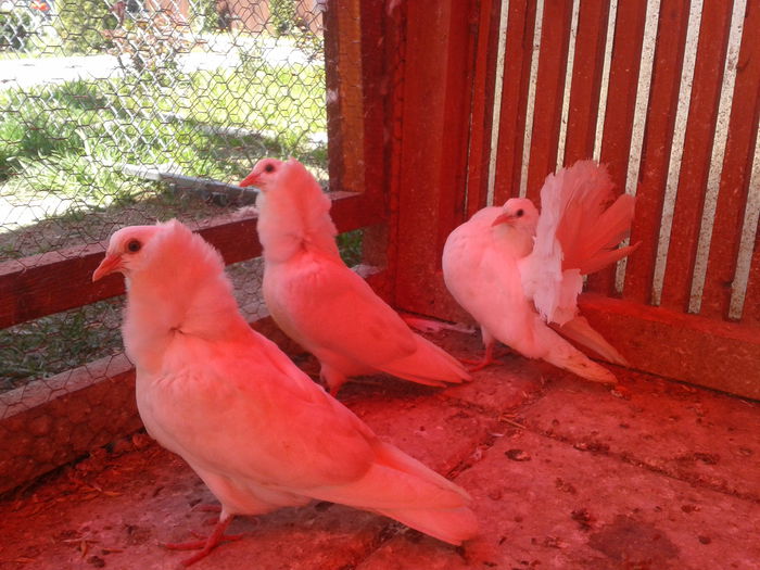 2013-05-05 12.27.47 - Capucini