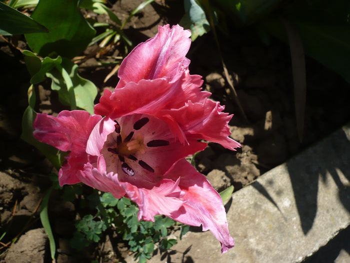 P1190757 - GRADINA 2013