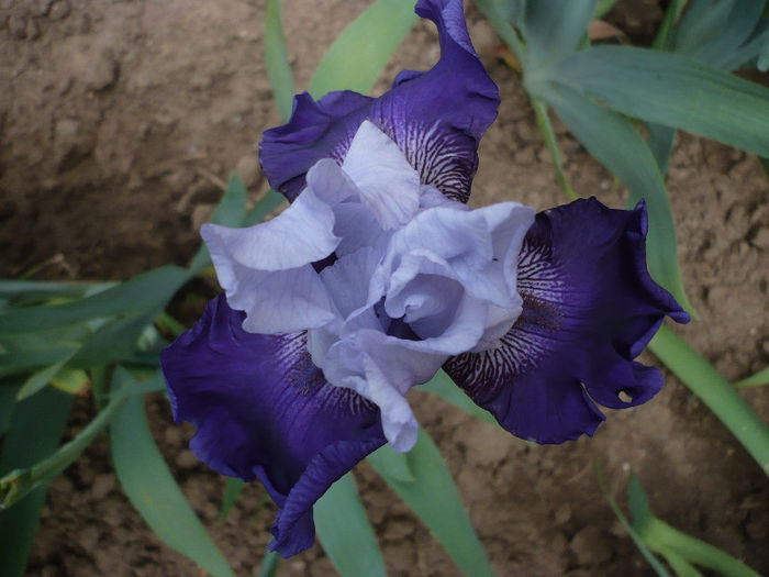 P1190783 - GRADINA 2013