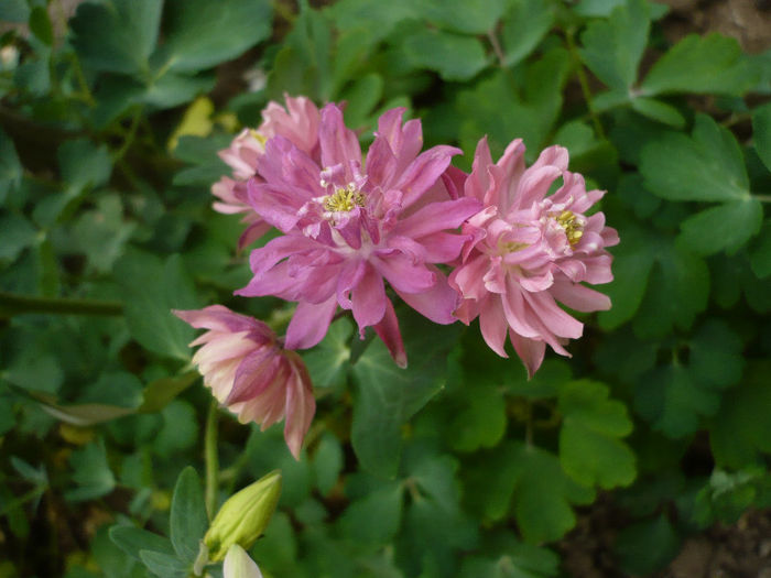 P1190787 - GRADINA 2013