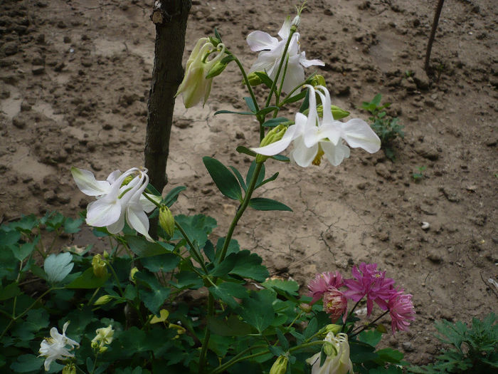 P1190789 - GRADINA 2013