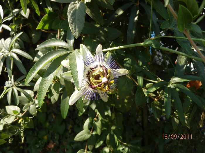 P9180033 - Passiflora
