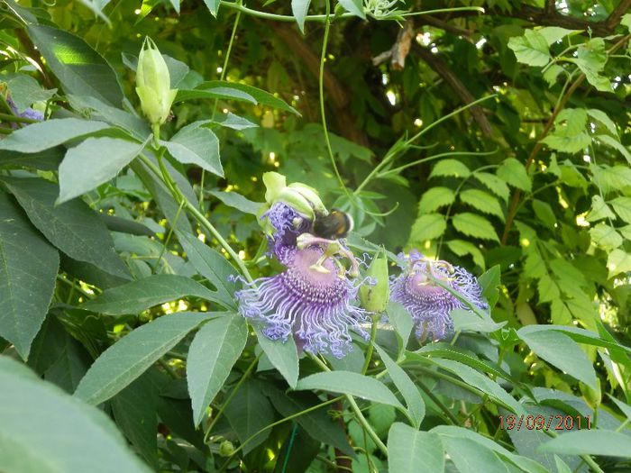 P9190094 - Passiflora