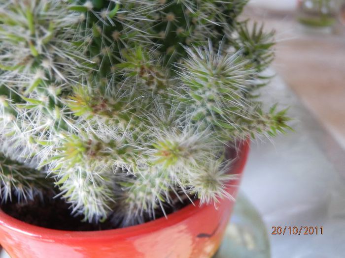 PA200302 - Cactusi