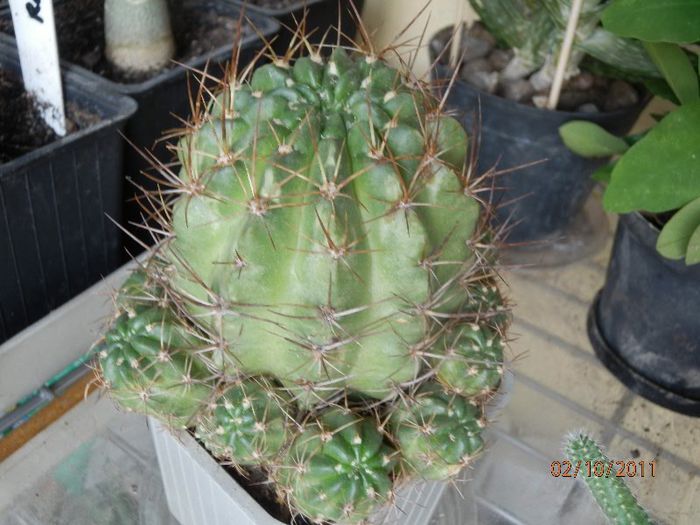 PA020287 - Cactusi