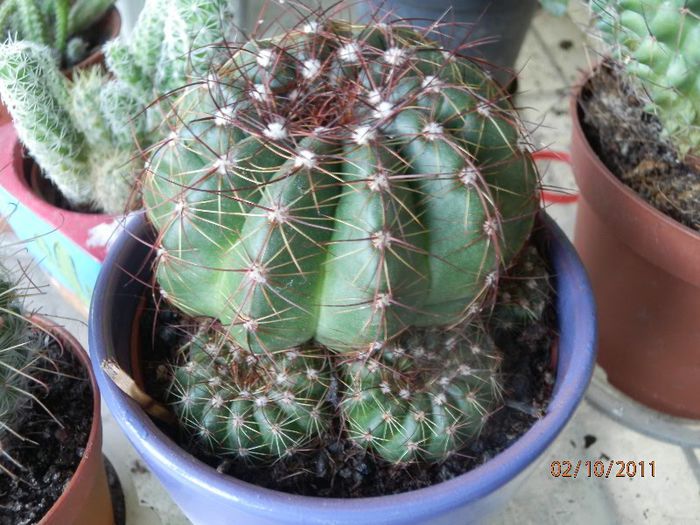 PA020286 - Cactusi