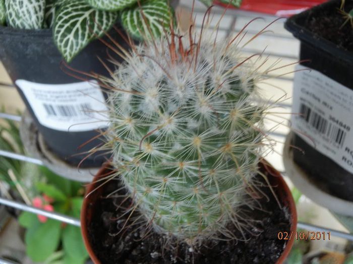 PA020285 - Cactusi