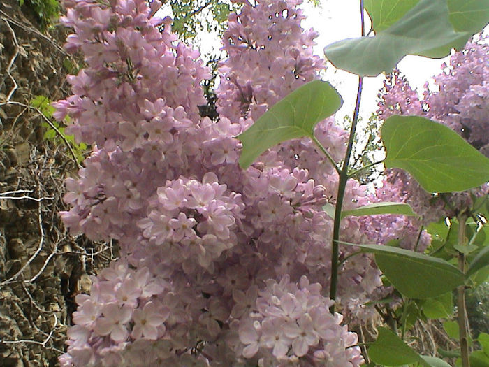 DSC00369 - Syringa Andeken