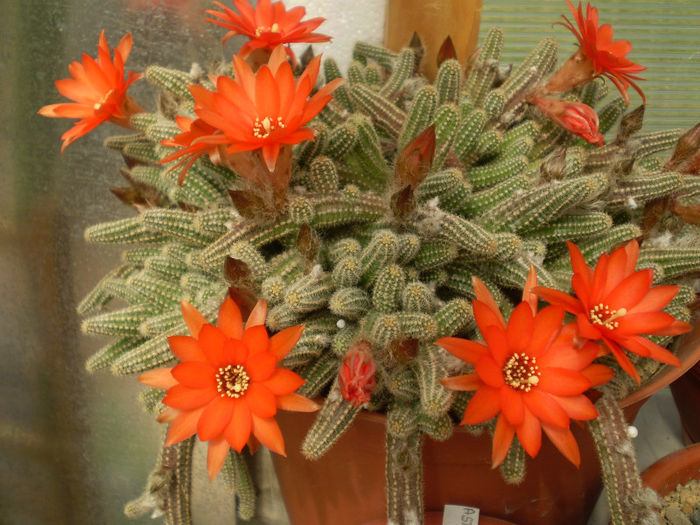 SILVESTRI - Chamaecereus 2013