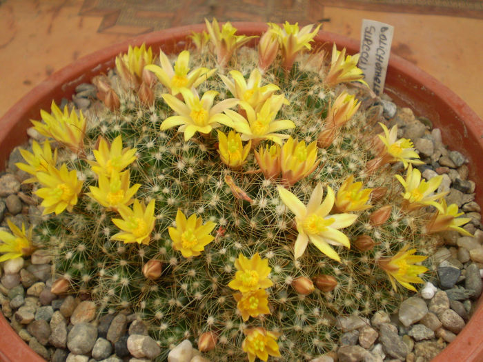 Dolichtothele surcculosa - Dolichothele 2013