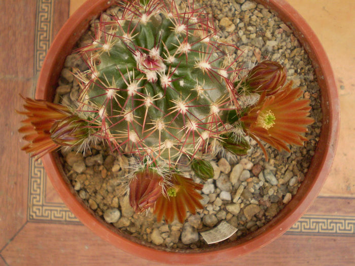 Chloranthus v. cylindricus - Echinocereus 2013