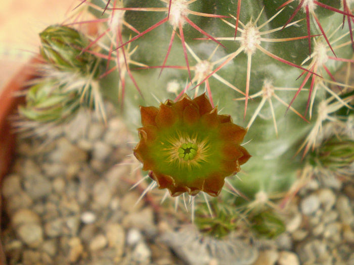 Chloranthus v. cylindricus - Echinocereus 2013