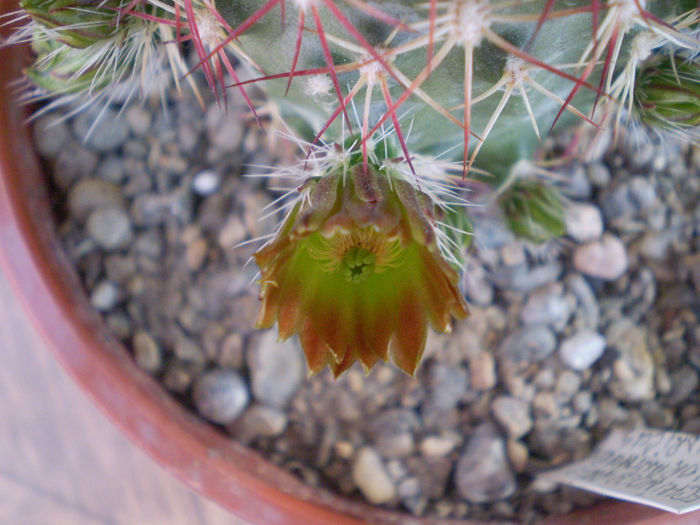 Chloranthus v. cylindricus - Echinocereus 2013