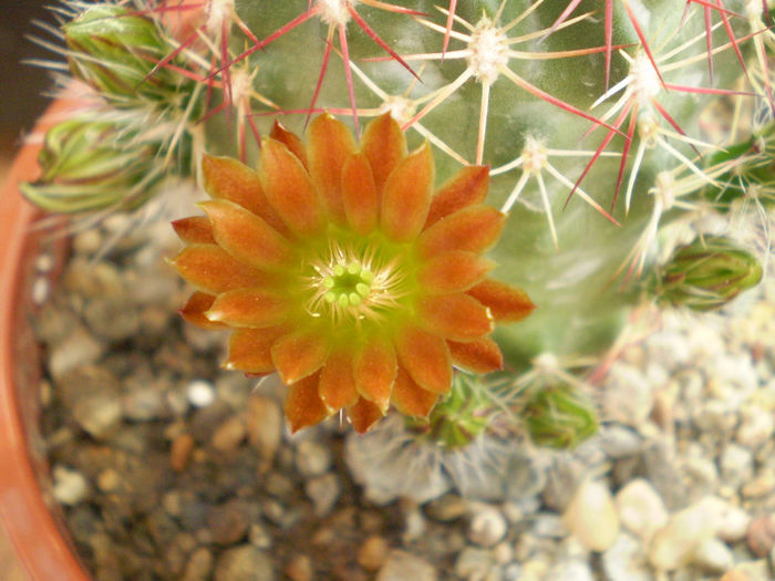 Chloranthus v. cylindricus - Echinocereus 2013