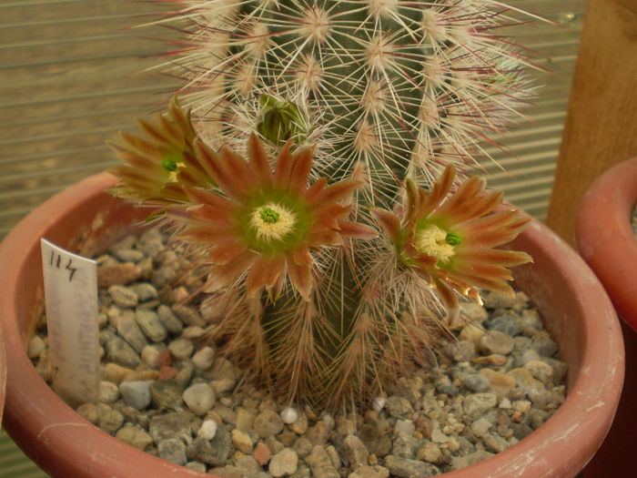 Echinocereus russanthus - Echinocereus 2013