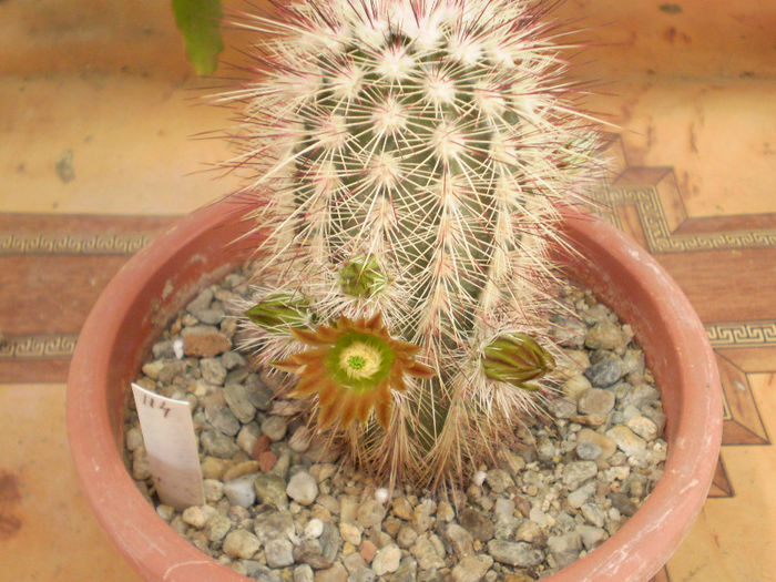 Echinocereus russanthus