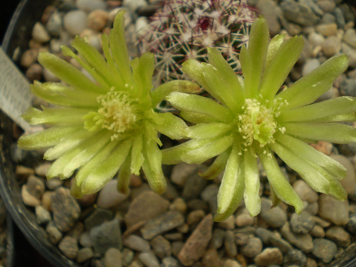 Echinocereus viridiflorus ssp. corelli - Echinocereus 2013