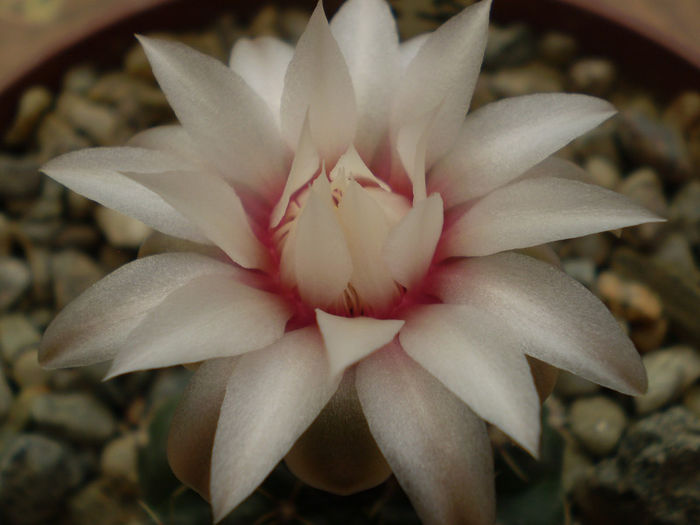 Gymnocalycium amerhauseri