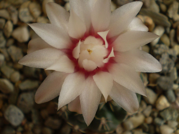 Gymnocalycium amerhauseri