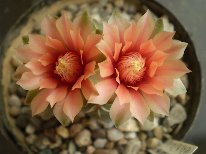 Gymnocalycium baldianum - Gymno 2013