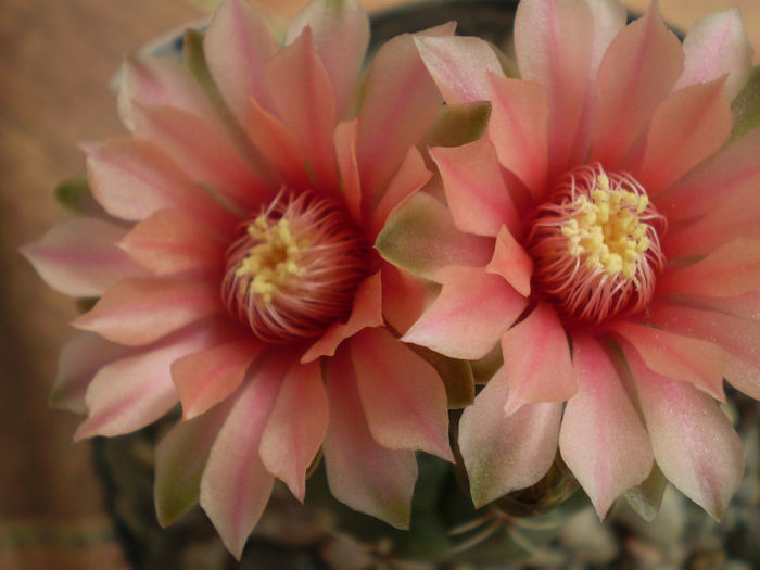 Gymnocalycium baldianum - Gymno 2013