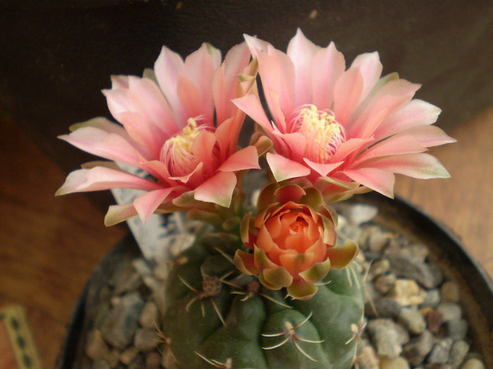 Gymnocalycium baldianum